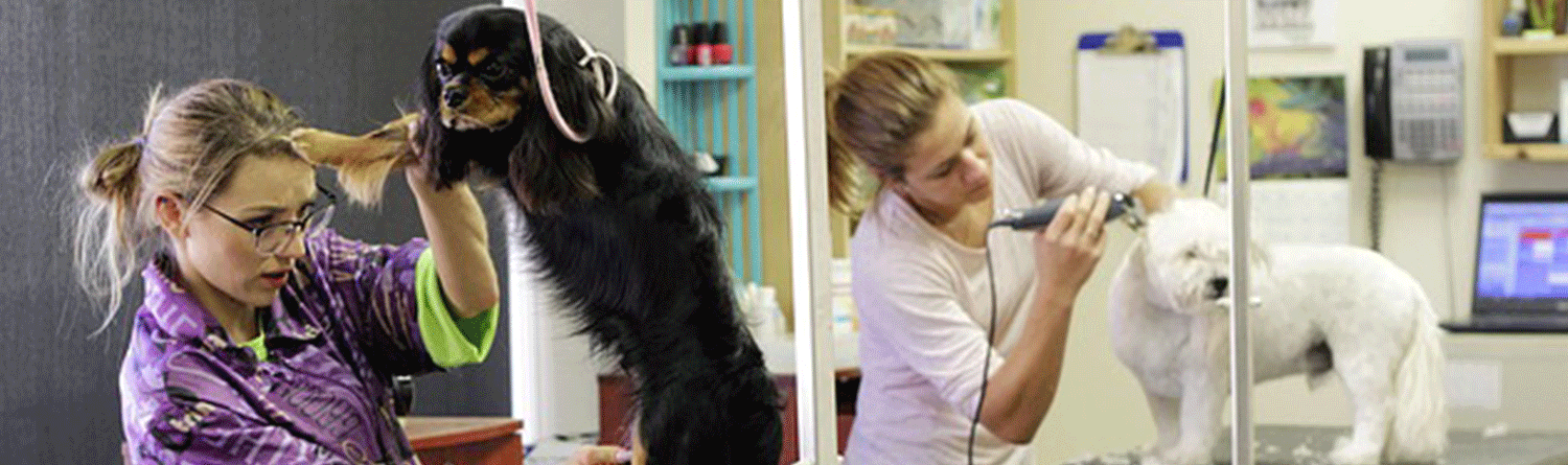 Animal Grooming Tools Sharpened